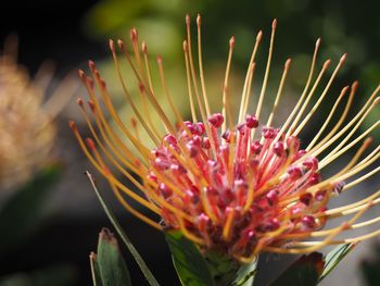 Close-up of pink flower