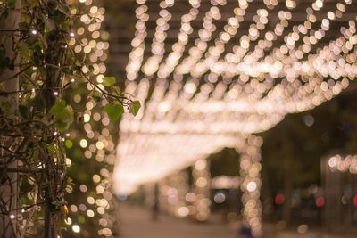 Close-up of illuminated lights hanging on tree at night