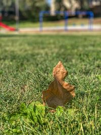 Close-up of fallen leaves on field