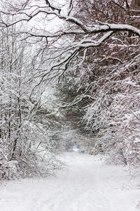 Bare trees on snow covered landscape