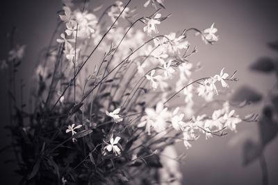 Close-up of flowers against sky