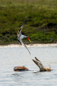 Nile crocodile