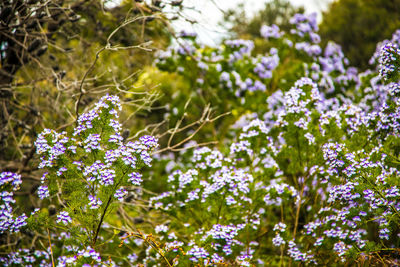 Close-up of purple flowering plants