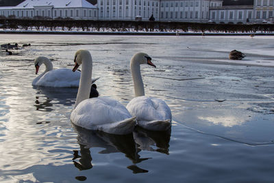 Swans swimming in lake