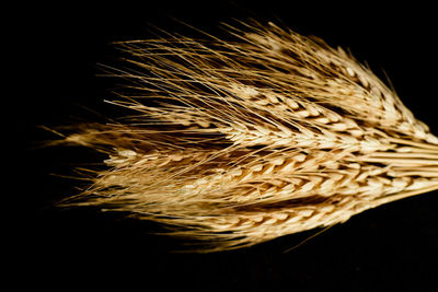 Close-up of crops against black background
