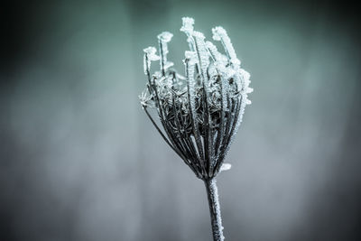 Close-up of frozen plant