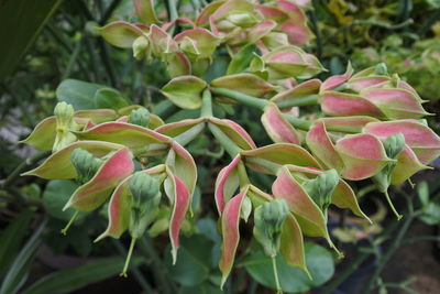 Close-up of pink flowering plant