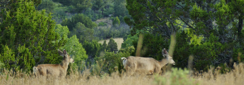 Horses on field against trees in forest