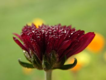 Close-up of red flower