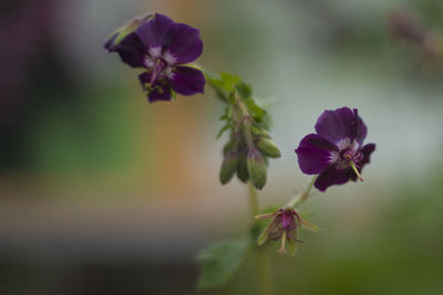 Close-up of purple flowering plant