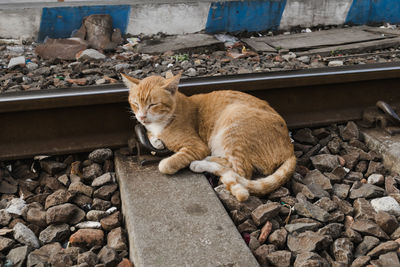 High angle view of cat lying on rock