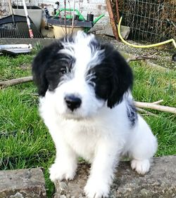 Close-up of dog sitting on grass