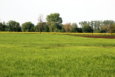 Scenic view of grassy field against clear sky