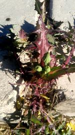 High angle view of plants growing in park during autumn