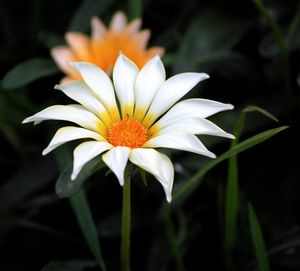 Close-up of flower blooming against black background