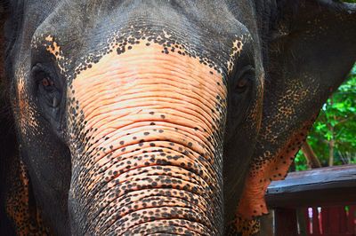 Close-up of elephant