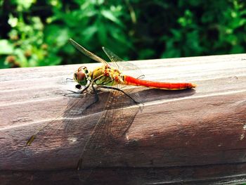 Close-up of dragonfly
