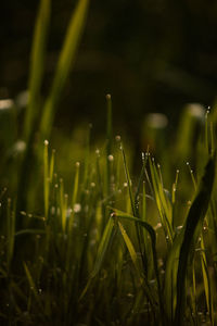 Close-up of grass growing on field