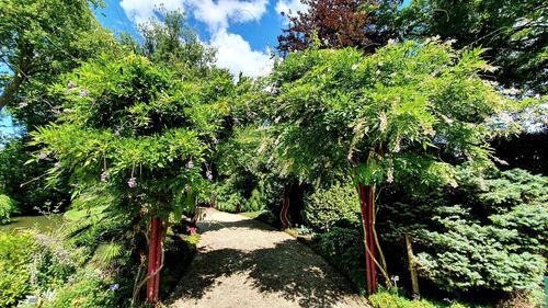 Plants and trees in forest against sky
