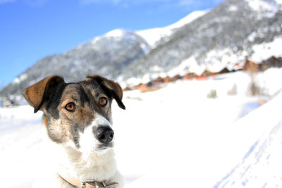 Close-up portrait of dog on snow