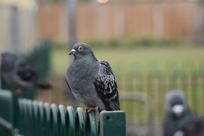 Close-up of bird perching outdoors