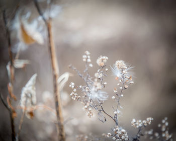 Close-up of fresh white flowers in winter