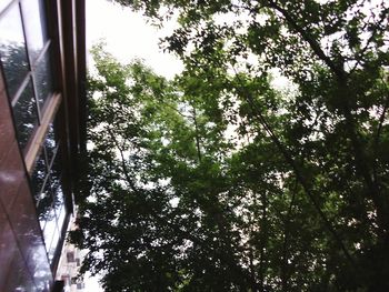 Low angle view of trees in forest