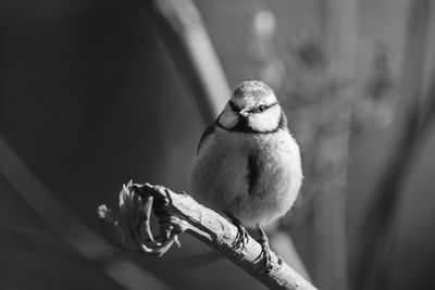 Close-up of bluetit perching on twig