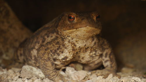 Close-up of a lizard looking away