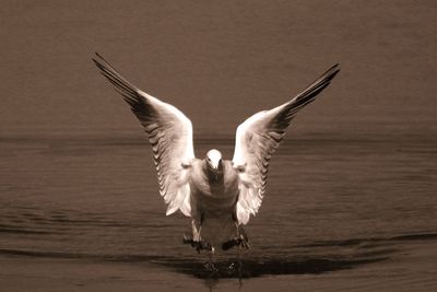 Close-up of bird on wall