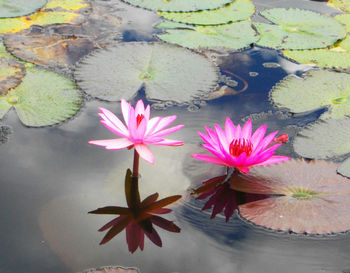 High angle view of pink lotus water lily