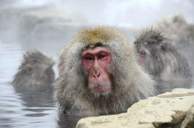 Portrait of a monkey in snow