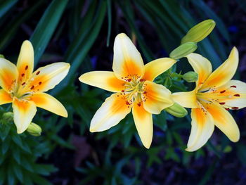 Close-up of day lily blooming outdoors