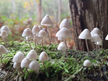 Close-up of mushrooms growing on field