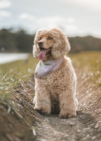 Close-up of dog