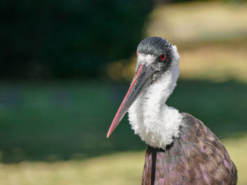 Ed-eyed wooly neck stork 