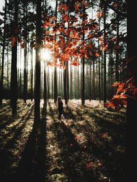 Trees in forest during autumn