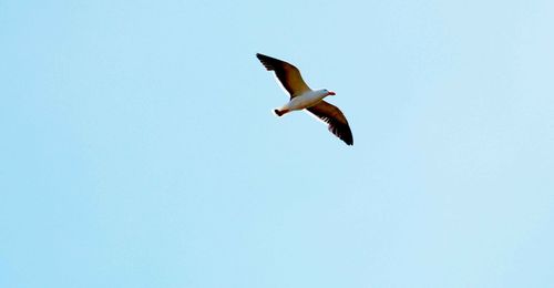 Low angle view of eagle flying against clear sky