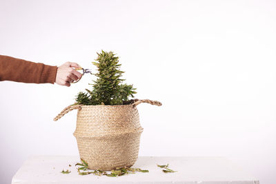 Close-up of potted plant against white background