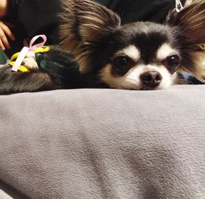 Close-up portrait of dog relaxing at home