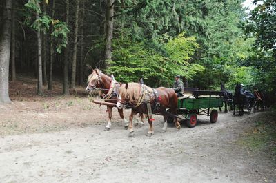 Horse cart by trees against plants