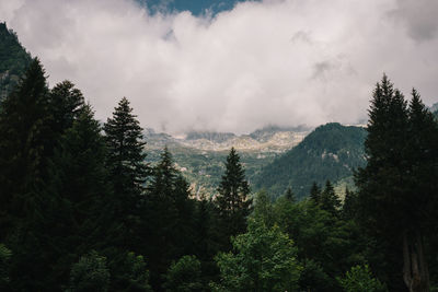 Panoramic view of trees in forest against sky