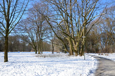 Bare trees on snow covered landscape