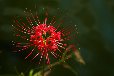 Close-up of red flower against blurred background