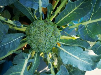 Close-up of fresh green chili peppers on plant