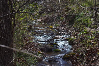 Close-up of horse in water