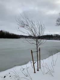 Bare tree on field against sky during winter