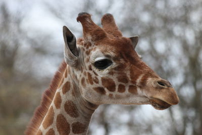 Close-up of a giraffe