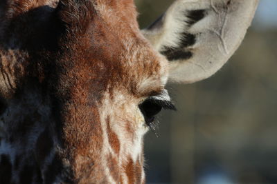 Close-up of cow