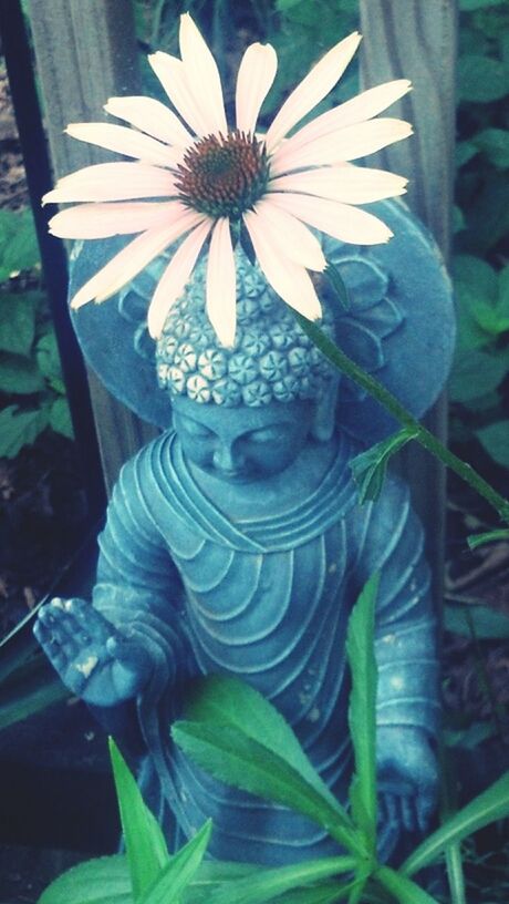 Buddah's blooming.